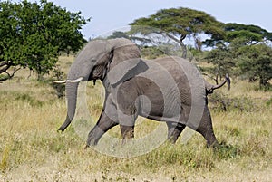 Angry male Elephant