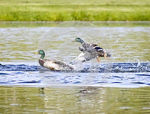 Angry Mallard Duck Launches At Competitor