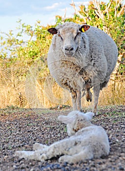 Angry Merino ewe sheep protecting her baby lamb photo