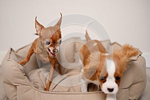 Angry mini toy terrier dog sits in a dog bed, shows aggression towards a Cavalier King Charles Spaniel puppy, growls