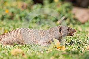 Angry mongoose photo