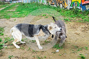 Angry mongrel dog attacking American Staffordshire Terrier