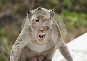 An angry monkey