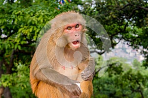 Angry monkey eating food while sitting