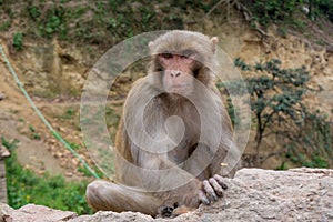 Angry monkey eating while sitting at the fence