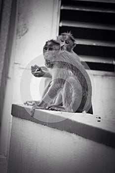 Angry monkey stepbrothers