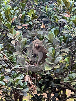 Angry Monkey Yelling â Wild Primate Behavior