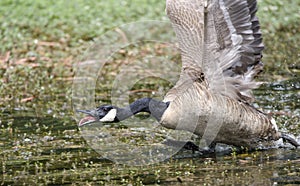 Angry mother Canada Goose charging, Walton County Georgia