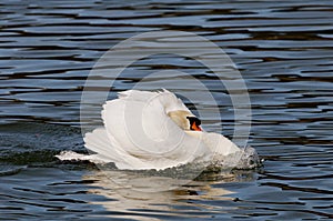 Angry mute swan
