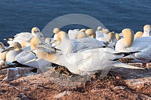 Angry nesting Northern Gannet at cliffs of German island Helgoland