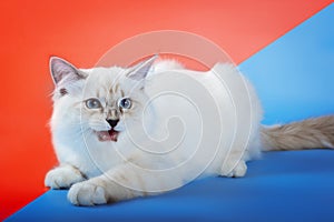 Angry neva masquerade cat on blue background