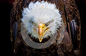 An angry north american bald eagle