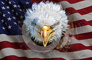 An angry north american bald eagle on american flag