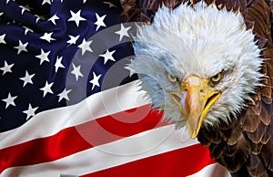 Angry north american bald eagle on american flag