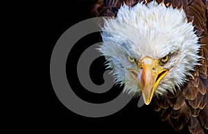 Norte Americano calvo águila sobre un fondo negro 