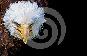 Norte Americano calvo águila sobre un fondo negro 