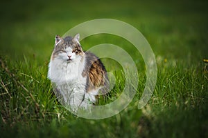 Angry Norwegian Forest cat sitting in the green grass