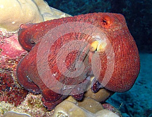 The Angry Octopus photo