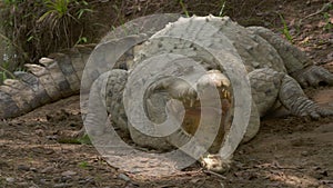 Angry Orinoco Crocodile Open Jaws, Colombia