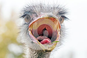 Angry Ostrich Close up portrait, Close up ostrich head Struthio camelus