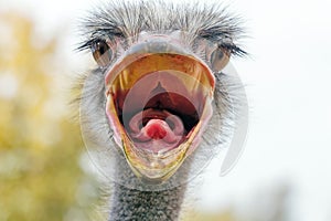 Angry Ostrich Close up portrait, Close up ostrich head Struthio camelus