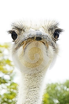 Angry Ostrich
