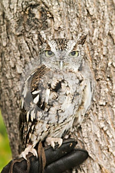 Angry owl calmly looking around its surroundings