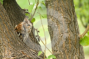 Angry owl calmly looking around its surroundings