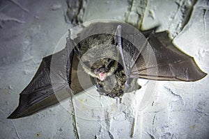 Angry pair of bats disturbed during hibernation