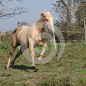 Angry palomino horse attacking