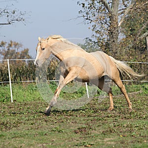 Angry palomino horse attacking