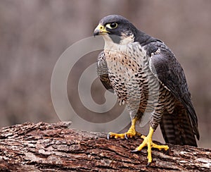 Angry Peregrine Falcon