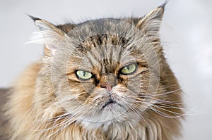 Angry Persian cat