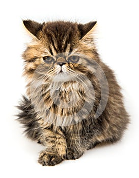 Angry Persian kitten cat marble color coat