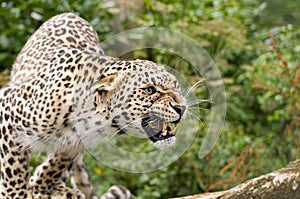 Angry Persian Leopard photo