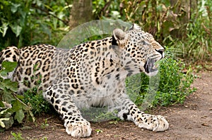 Angry Persian Leopard photo