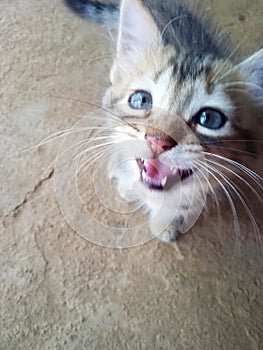 Angry Pet Cat ðŸ˜¼