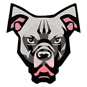 Angry pitbull, Vector illustration on a white background