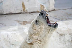 Angry Polar Bear head