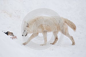 Angry polar wolf is walking on a white snow for its prey. Canis lupus arctos. White wolf or alaskan tundra wolf.