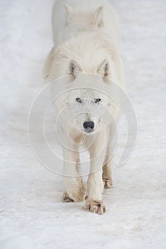 Angry polar wolf is walking on a white snow and looking at the camera. Canis lupus arctos. White wolf or alaskan tundra