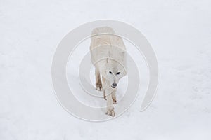 Angry polar wolf is walking on a white snow and looking at the camera. Canis lupus arctos. White wolf or alaskan tundra