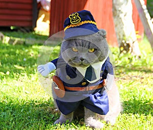 Angry police cat