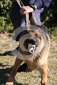 Angry Police Dog