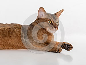 Angry and Portrait Curious Abyssinian cat lying on ground. Isolated on white background