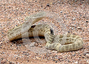 Angry Prairie Rattlesnake