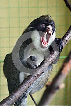 Angry Primate