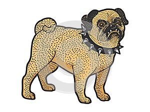 Angry pug in spiked collar sketch vector