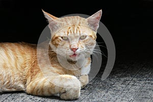 Angry red cat lying on cement floor and dark colour background., Close-up. - Image
