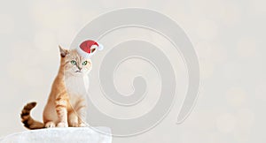 Angry red cat in santa hat